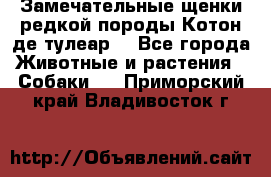 Замечательные щенки редкой породы Котон де тулеар  - Все города Животные и растения » Собаки   . Приморский край,Владивосток г.